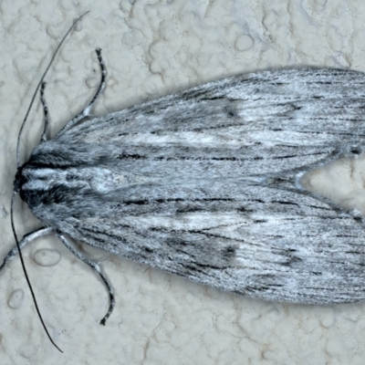 Capusa (genus) (Wedge moth) at Ainslie, ACT - 24 Oct 2023 by jb2602