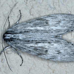 Capusa (genus) at Ainslie, ACT - 24 Oct 2023