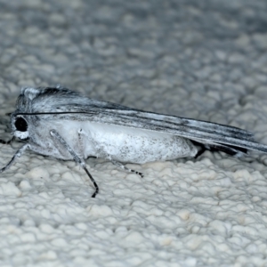 Capusa (genus) at Ainslie, ACT - 24 Oct 2023