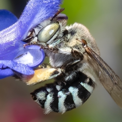 Amegilla sp. (genus) (Blue Banded Bee) at Murrumbateman, NSW - 13 Oct 2023 by amiessmacro