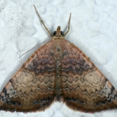 Chrysolarentia mecynata (Mecynata Carpet Moth) at Ainslie, ACT - 23 Oct 2023 by jb2602