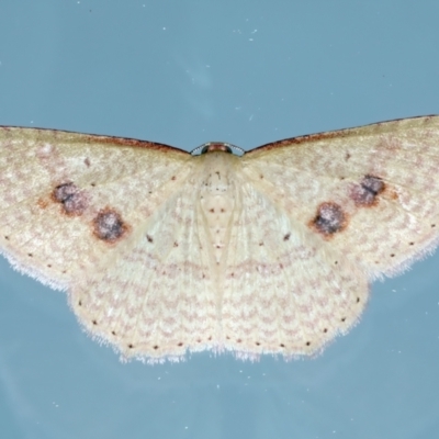 Epicyme rubropunctaria (Red-spotted Delicate) at Ainslie, ACT - 24 Oct 2023 by jb2602