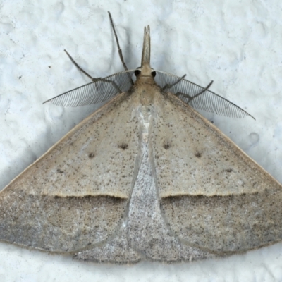 Epidesmia hypenaria (Long-nosed Epidesmia) at Ainslie, ACT - 24 Oct 2023 by jb2602