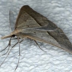 Epidesmia hypenaria at Ainslie, ACT - 24 Oct 2023 09:10 PM