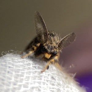 Orgyia anartoides at Braddon, ACT - 27 Oct 2023 07:34 AM