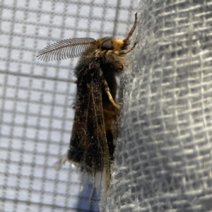 Orgyia anartoides at Braddon, ACT - 27 Oct 2023 07:34 AM