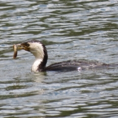 Microcarbo melanoleucos (Little Pied Cormorant) at Upper Stranger Pond - 27 Oct 2023 by RodDeb