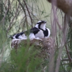 Grallina cyanoleuca (Magpie-lark) at Isabella Plains, ACT - 27 Oct 2023 by RodDeb