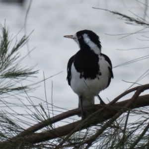 Grallina cyanoleuca at Isabella Plains, ACT - 27 Oct 2023