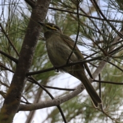 Caligavis chrysops (Yellow-faced Honeyeater) at Upper Stranger Pond - 27 Oct 2023 by RodDeb