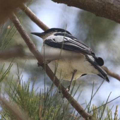 Lalage tricolor (White-winged Triller) at Isabella Plains, ACT - 27 Oct 2023 by RodDeb
