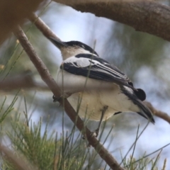 Lalage tricolor at Isabella Plains, ACT - 27 Oct 2023