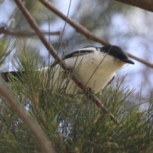 Lalage tricolor at Isabella Plains, ACT - 27 Oct 2023