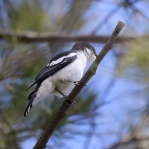 Lalage tricolor at Isabella Plains, ACT - 27 Oct 2023 12:41 PM