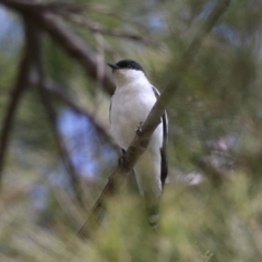 Lalage tricolor at Isabella Plains, ACT - 27 Oct 2023 12:41 PM