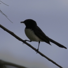 Rhipidura leucophrys at Isabella Plains, ACT - 27 Oct 2023 12:23 PM