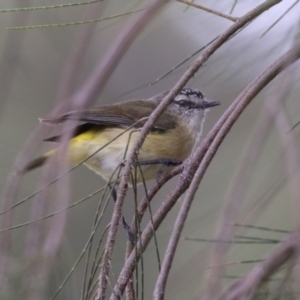 Acanthiza chrysorrhoa at Isabella Plains, ACT - 27 Oct 2023