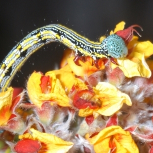 Chlenias (genus) at Tinderry, NSW - 25 Oct 2023