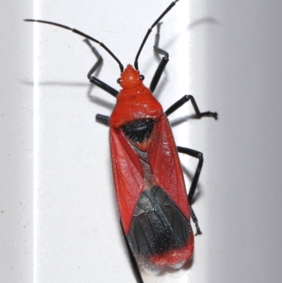 Thunbergia augur (a seed bug) at Wellington Point, QLD by TimL