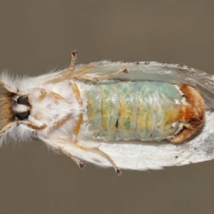 Trichiocercus sparshalli at Wellington Point, QLD - suppressed
