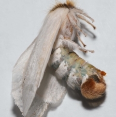 Trichiocercus sparshalli at Wellington Point, QLD - suppressed