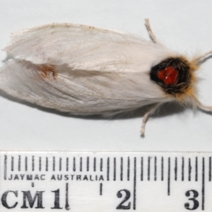 Trichiocercus sparshalli at Wellington Point, QLD - suppressed