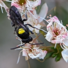 Hylaeus (Hylaeorhiza) nubilosus (A yellow-spotted masked bee) at Block 402 - 27 Oct 2023 by Miranda
