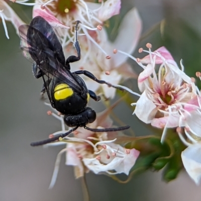 Hylaeus (Hylaeorhiza) nubilosus (A yellow-spotted masked bee) at Block 402 - 27 Oct 2023 by Miranda