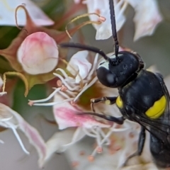 Hylaeus (Hylaeorhiza) nubilosus at Stromlo, ACT - 27 Oct 2023