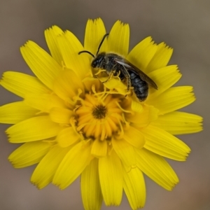 Lasioglossum (Chilalictus) lanarium at Holder, ACT - 27 Oct 2023