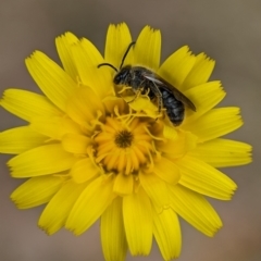 Lasioglossum (Chilalictus) lanarium (Halictid bee) at Holder, ACT - 27 Oct 2023 by Miranda