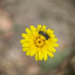 Lasioglossum (Chilalictus) lanarium at Holder, ACT - 27 Oct 2023 04:20 PM