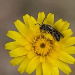 Lasioglossum (Chilalictus) lanarium at Holder, ACT - 27 Oct 2023 04:20 PM