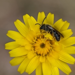 Lasioglossum (Chilalictus) lanarium at Holder, ACT - 27 Oct 2023