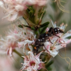 Eleale pulchra (Clerid beetle) at Block 402 - 27 Oct 2023 by Miranda