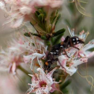 Eleale pulchra (Clerid beetle) at Stromlo, ACT - 27 Oct 2023 by Miranda