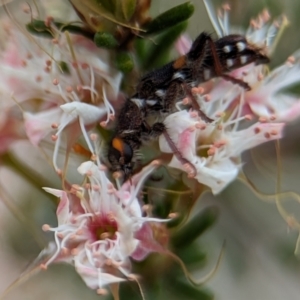 Eleale pulchra at Stromlo, ACT - 27 Oct 2023