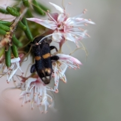 Eleale pulchra at Stromlo, ACT - 27 Oct 2023 03:44 PM