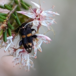 Eleale pulchra at Stromlo, ACT - 27 Oct 2023 03:44 PM