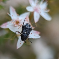 Microvalgus sp. (genus) (Flower scarab) at Bluetts Block (402, 403, 12, 11) - 27 Oct 2023 by Miranda