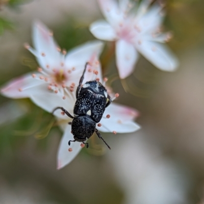 Microvalgus sp. (genus) (Flower scarab) at Bluetts Block (402, 403, 12, 11) - 27 Oct 2023 by Miranda