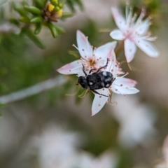 Microvalgus sp. (genus) at Bluetts Block (402, 403, 12, 11) - 27 Oct 2023