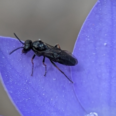 Unidentified Wasp (Hymenoptera, Apocrita) at Denman Prospect, ACT - 27 Oct 2023 by Miranda