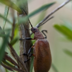 Ecnolagria grandis (Honeybrown beetle) at Denman Prospect, ACT - 27 Oct 2023 by Miranda