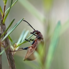 Ecnolagria grandis at Denman Prospect, ACT - 27 Oct 2023