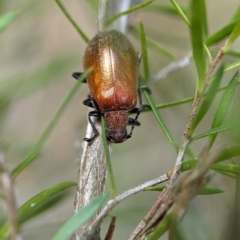 Ecnolagria grandis at Denman Prospect, ACT - 27 Oct 2023