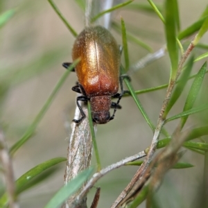 Ecnolagria grandis at Denman Prospect, ACT - 27 Oct 2023