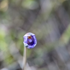 Thelymitra simulata (Graceful Sun-orchid) at Block 402 - 26 Oct 2023 by Miranda