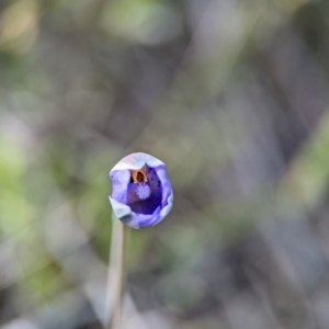 Thelymitra simulata at Bluetts Block (402, 403, 12, 11) - 27 Oct 2023