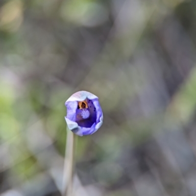 Thelymitra simulata (Graceful Sun-orchid) at Block 402 - 26 Oct 2023 by Miranda